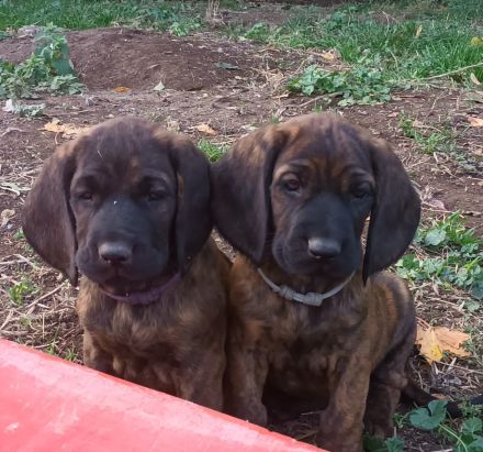 Hannoversche Schweißhunde
