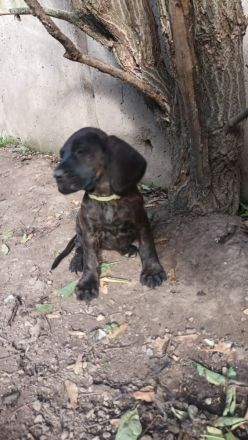 Hannoversche Schweißhunde