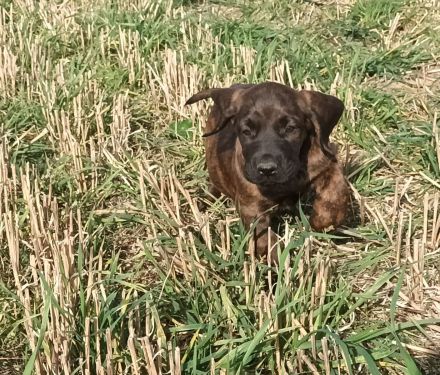 Hannoversche Schweißhunde