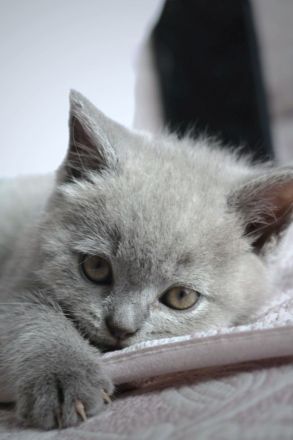 Wunderschöne BKH Kitten Farbe Blue & Lilac mit Stammbaum