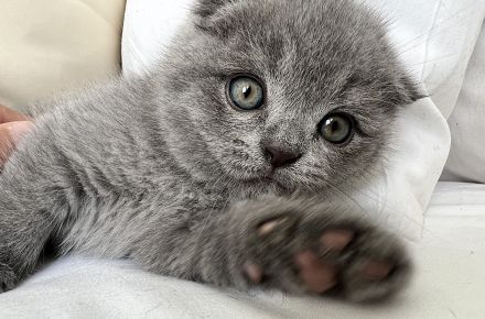 Wunderschöne BKH Kitten Farbe Blue & Lilac mit Stammbaum