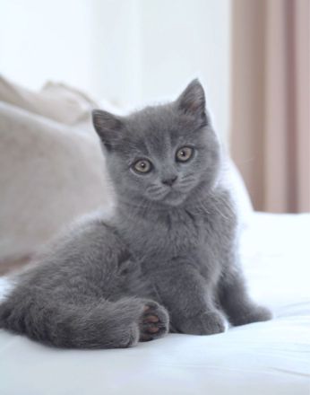 Wunderschöne BKH Kitten Farbe Blue & Lilac mit Stammbaum