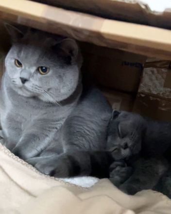 Wunderschöne BKH Kitten Farbe Blue & Lilac mit Stammbaum