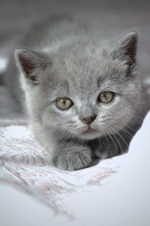 Wunderschöne BKH Kitten Farbe Blue & Lilac mit Stammbaum