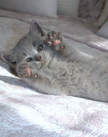 Wunderschöne BKH Kitten Farbe Blue & Lilac mit Stammbaum