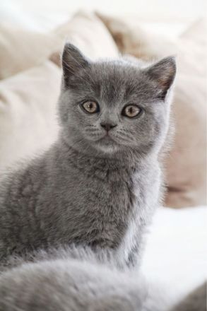 Wunderschöne BKH Kitten Farbe Blue & Lilac mit Stammbaum