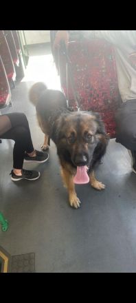 Charly sucht ein Zuhause