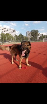 Charly sucht ein Zuhause