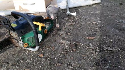 Amstaff Welpen Blueline