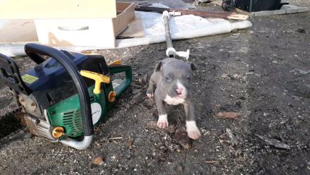Amstaff Welpen Blueline