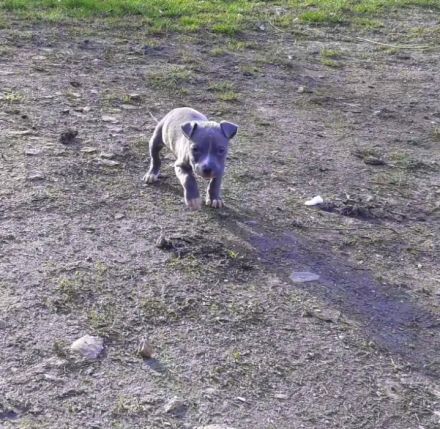 Amstaff Welpen Blueline