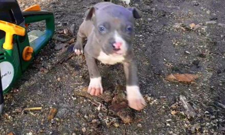 Amstaff Welpen Blueline