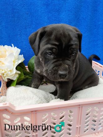 Süße Cane Corso Welpen suchen ein Zuhause