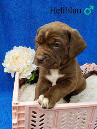 Süße Cane Corso Welpen suchen ein Zuhause