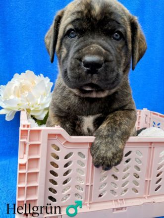 Süße Cane Corso Welpen suchen ein Zuhause