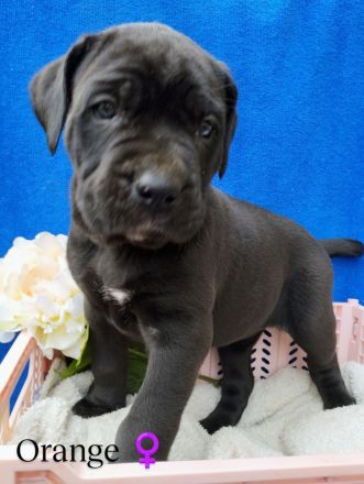 Süße Cane Corso Welpen suchen ein Zuhause