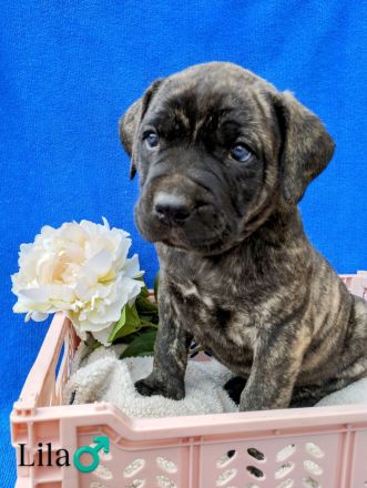 Süße Cane Corso Welpen suchen ein Zuhause