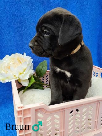 Süße Cane Corso Welpen suchen ein Zuhause