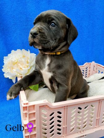 Süße Cane Corso Welpen suchen ein Zuhause