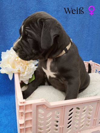 Süße Cane Corso Welpen suchen ein Zuhause