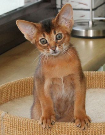Abessinier suchen ein liebevolles Zuhause