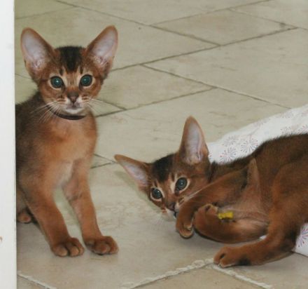 Abessinier suchen ein liebevolles Zuhause