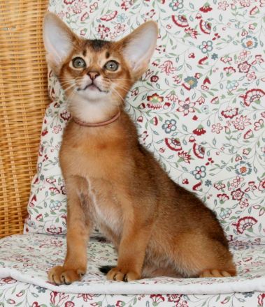 Abessinier suchen ein liebevolles Zuhause