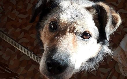 Oskar sucht ein ruhiges Zuhause