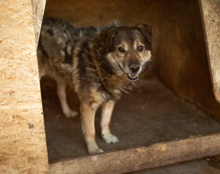 Oskar sucht ein ruhiges Zuhause