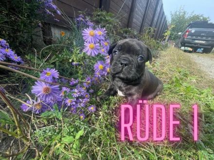 zuckersüße französische Bulldoggen Welpen