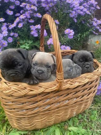 zuckersüße französische Bulldoggen Welpen
