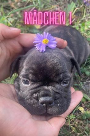 zuckersüße französische Bulldoggen Welpen