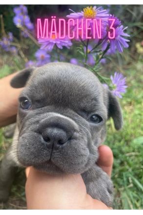 zuckersüße französische Bulldoggen Welpen