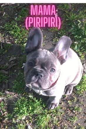 zuckersüße französische Bulldoggen Welpen