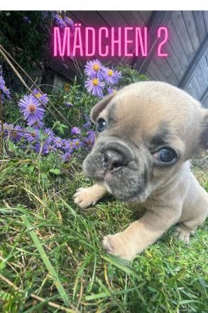 zuckersüße französische Bulldoggen Welpen
