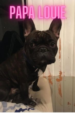 zuckersüße französische Bulldoggen Welpen