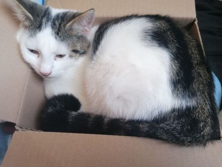 Kater sucht neues Zuhause