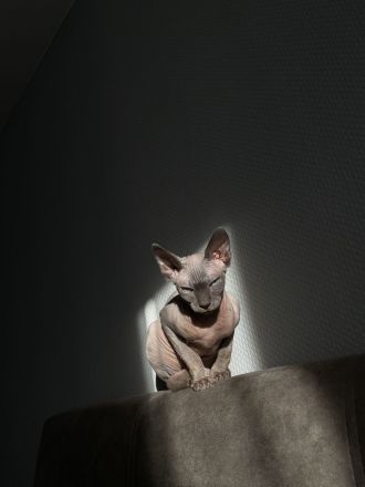 Sphinx Kater