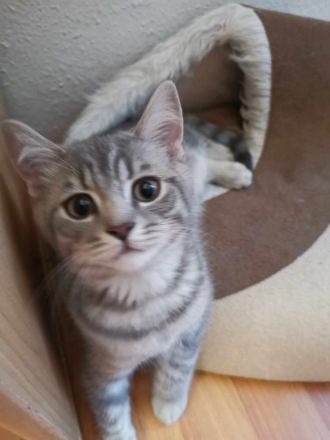 3 junge, verschmuste BKH Katzen (5 Monaten)