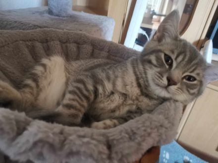 3 junge, verschmuste BKH Katzen (5 Monaten)