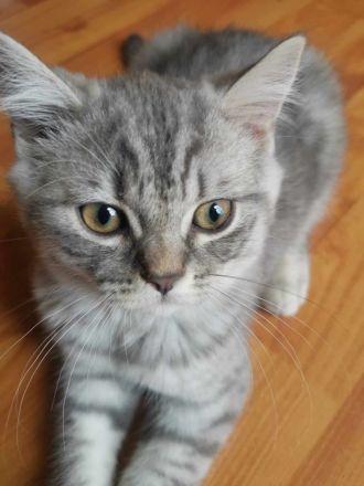 3 junge, verschmuste BKH Katzen (5 Monaten)