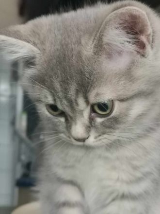 3 junge, verschmuste BKH Katzen (5 Monaten)