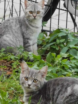 3 junge, verschmuste BKH Katzen (5 Monaten)