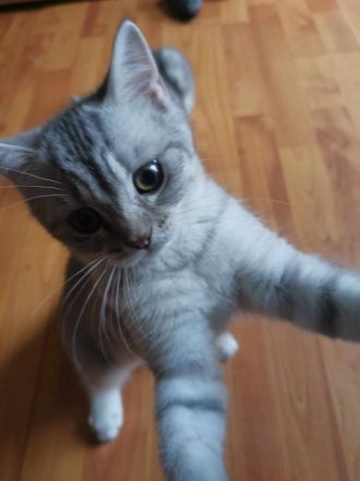 3 junge, verschmuste BKH Katzen (5 Monaten)