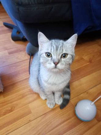 3 junge, verschmuste BKH Katzen (5 Monaten)