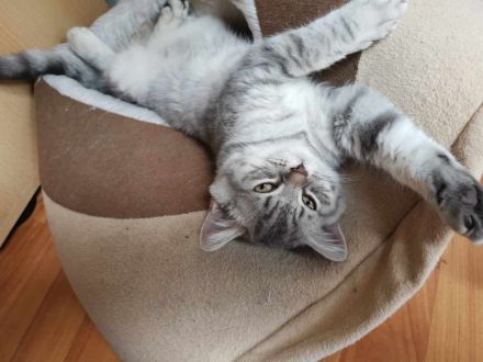 3 junge, verschmuste BKH Katzen (5 Monaten)