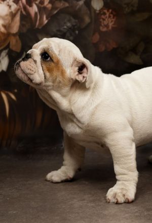 English Bulldog aus FCI nach Champions