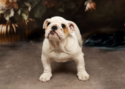 English Bulldog aus FCI nach Champions