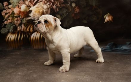 English Bulldog aus FCI nach Champions