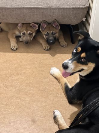 Tschechoslowakische Wolfshund Schäferhund Welpen